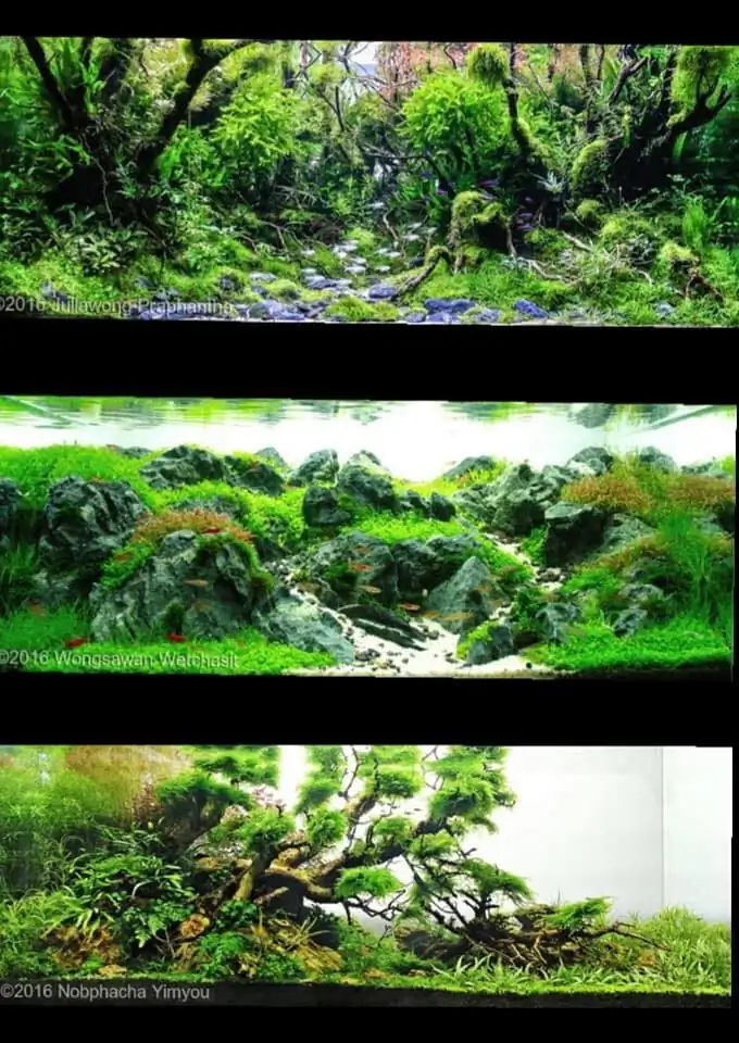 Introduction about ThaiLand Aquascaping 