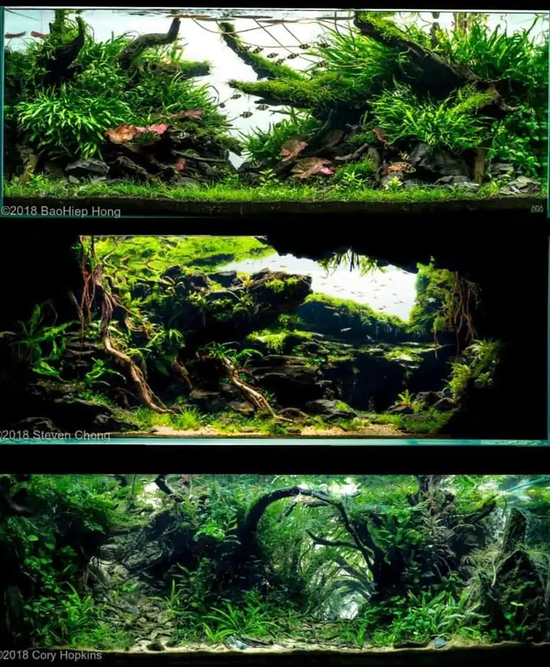 Introduction about USA Aquascaping 