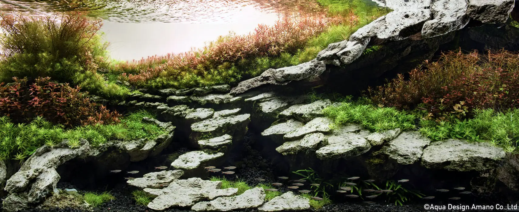 Conversation with Eri Watakushi - IAPLC 2022 Rank 11