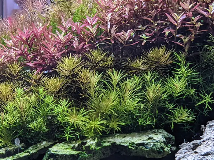 Conversation with Eri Watakushi - IAPLC 2022 Rank 11 Conversation with Eri Watakushi - IAPLC 2022 Rank 11