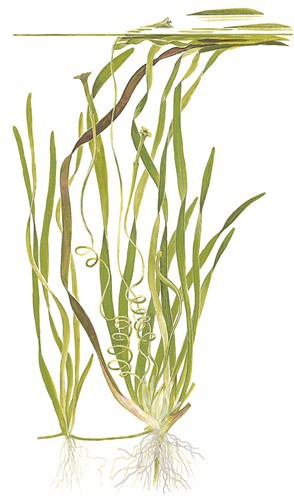 Vallisneria americana (Eelgrass)