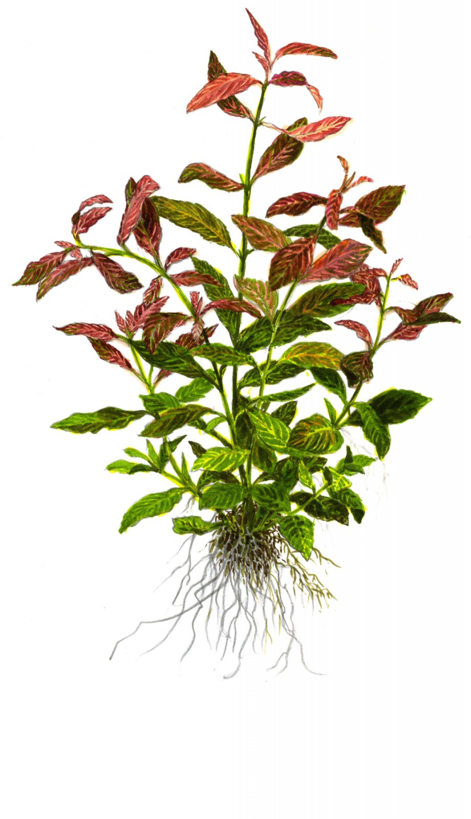 Propagation