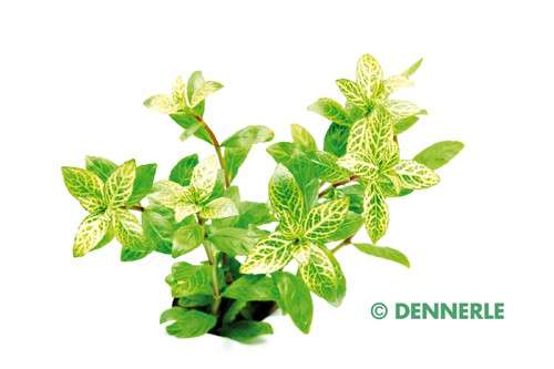 Hygrophila polysperma 'Rosanervig' (Sunset Hygrophila)