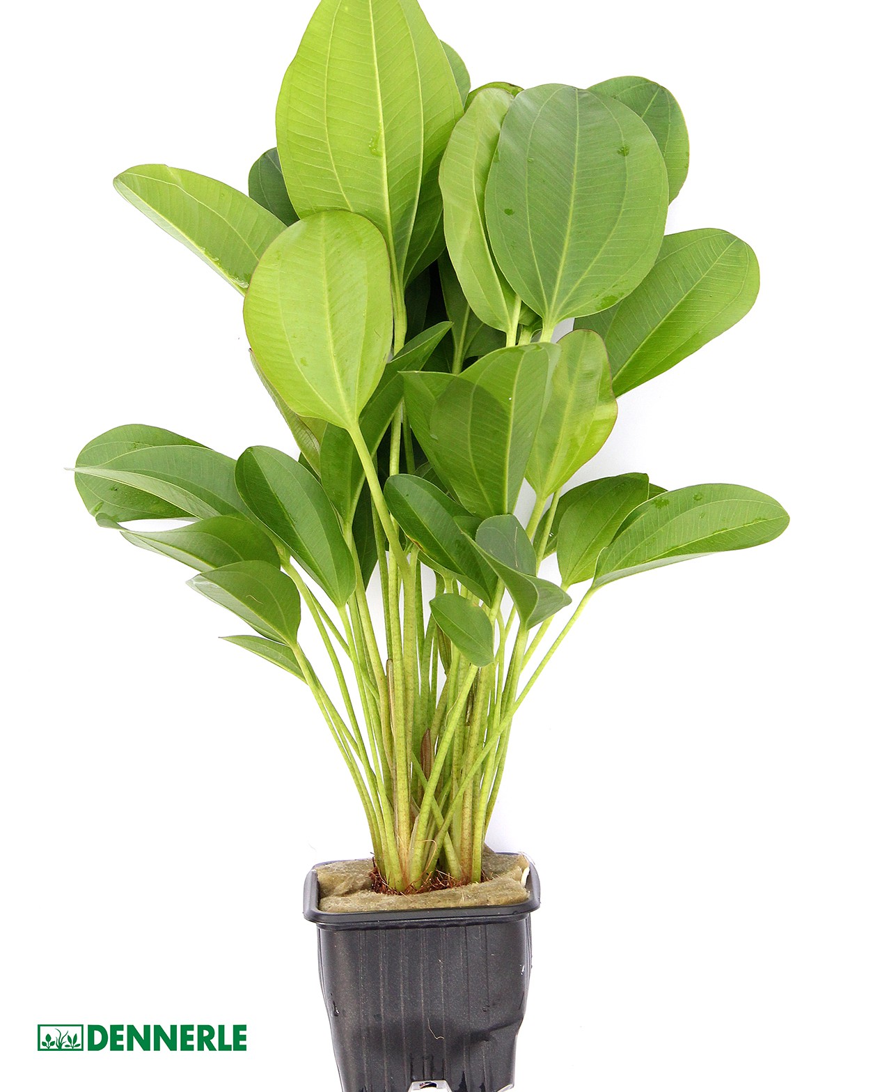 Cultivation and Care