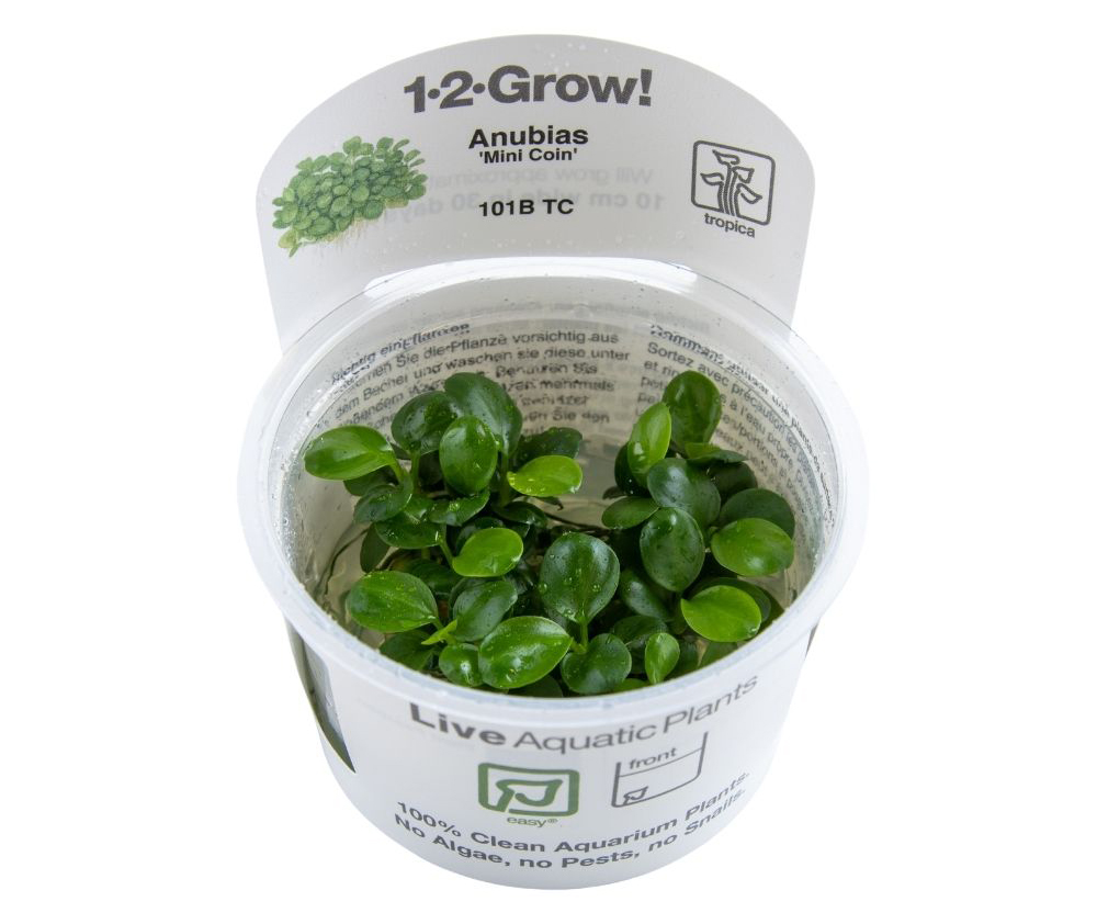 Cultivation and Care
