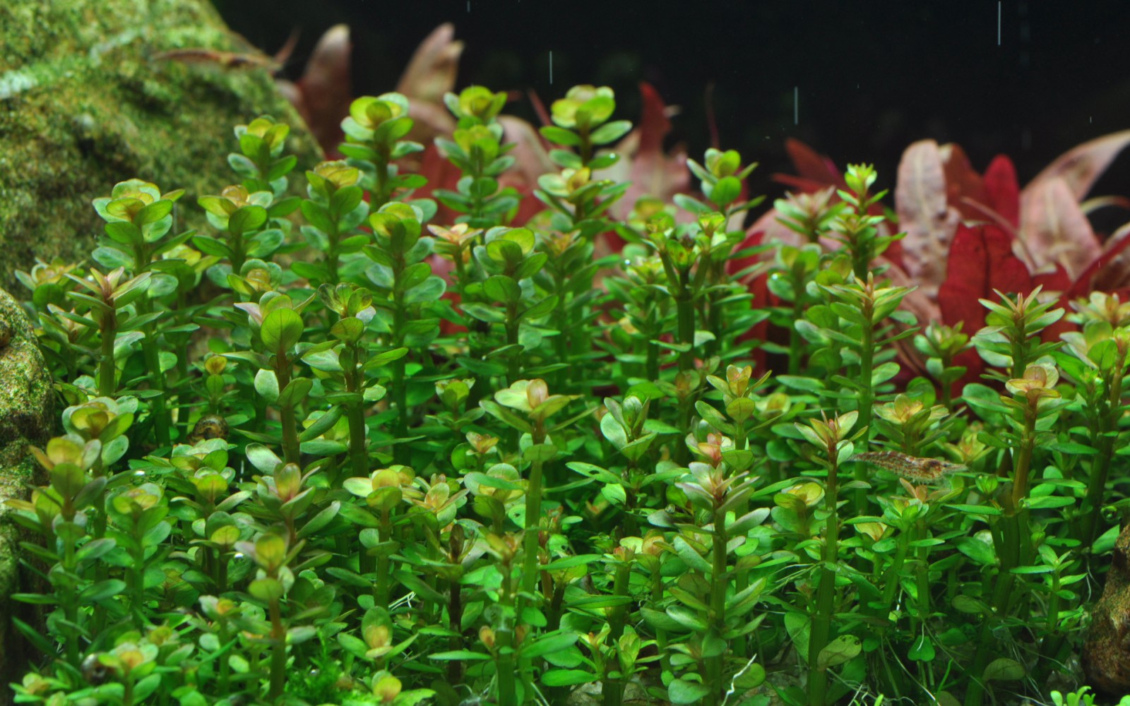 Rotala rotundifolia 'Bonsai' (Rotala 'Bonsai')