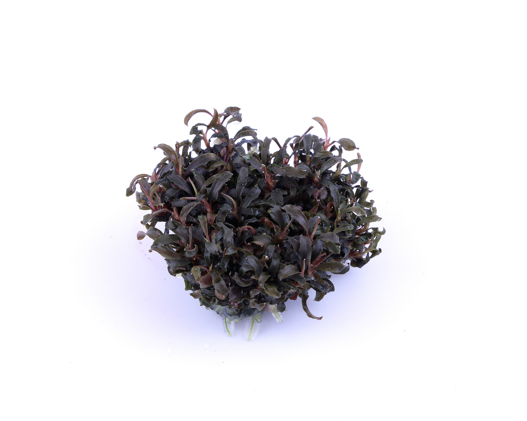 Maintenance and Propagation