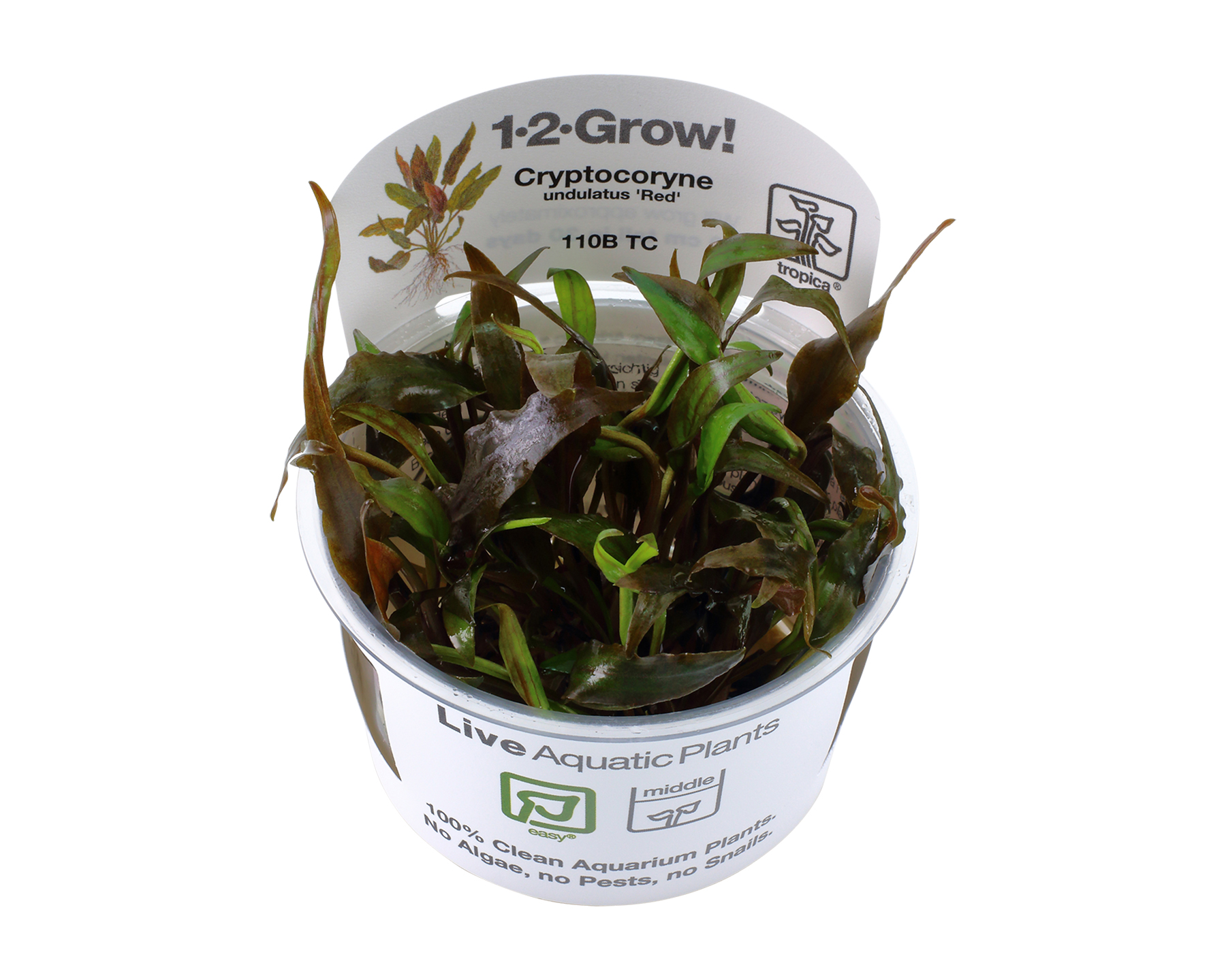 Cryptocoryne undulatus 'Red' (Red Undulated Cryptocoryne)