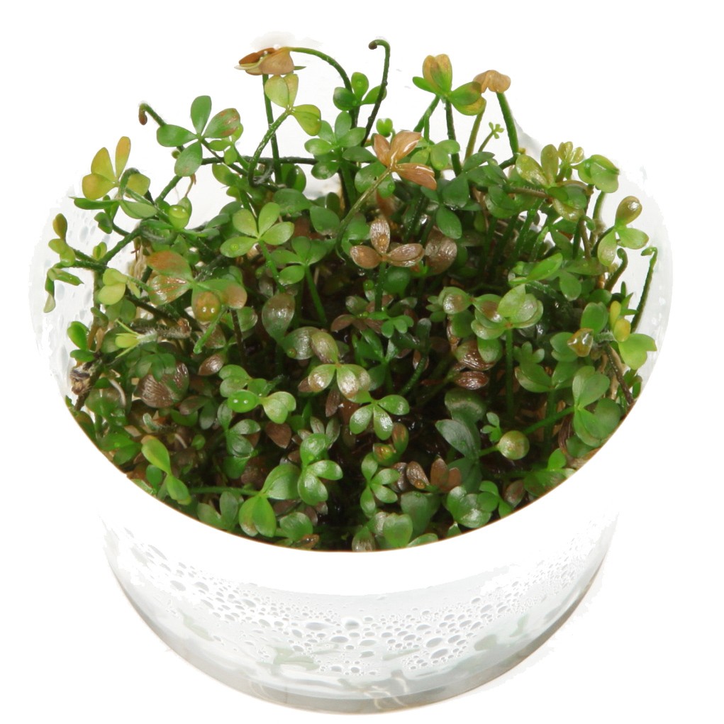 Marsilea hirsuta (Dwarf Cloverleaf)