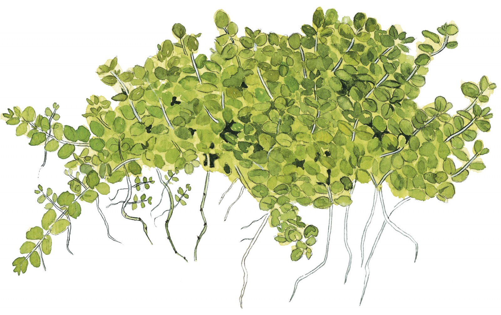 Hemianthus callitrichoides (Dwarf Pearlwort)