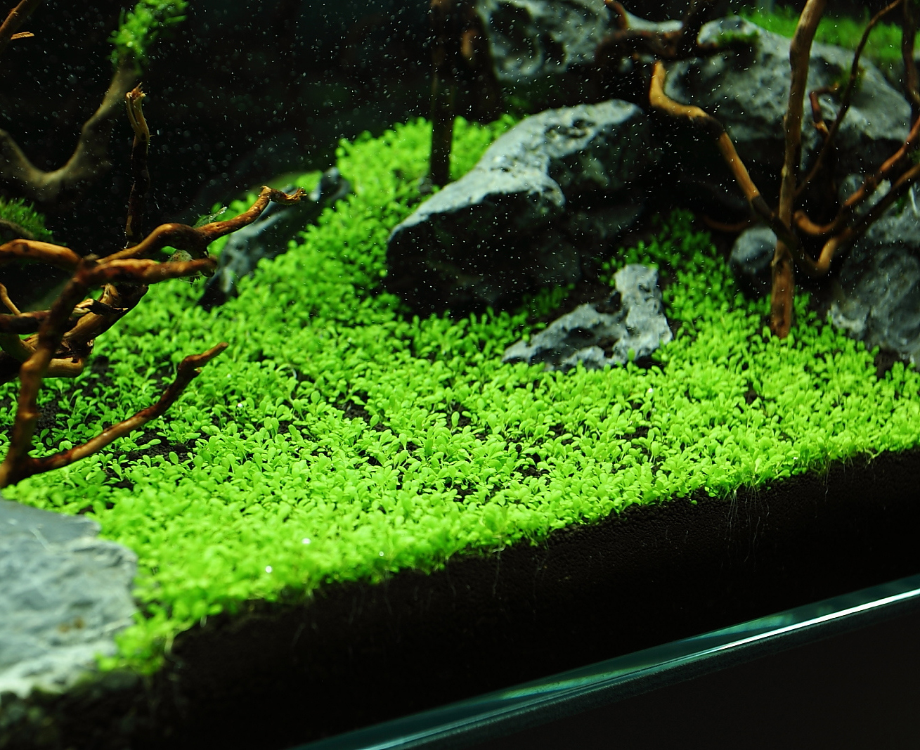 Planting