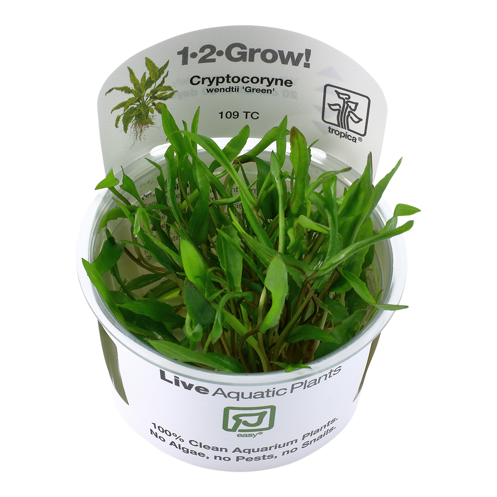 Cryptocoryne wendtii Green: Reliable Background Texture