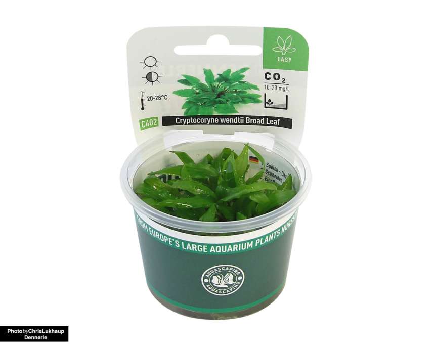 Cryptocoryne wendtii 'Green' (Green wendtii water trumpet)