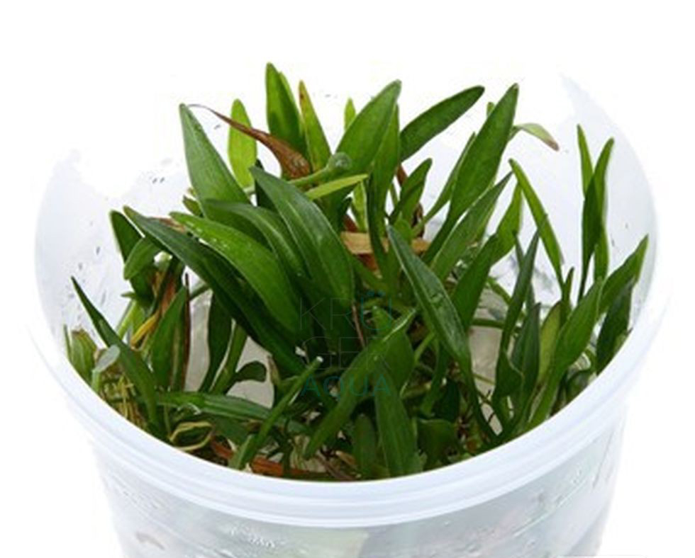 For a planted nano community, balance cover with swimming room