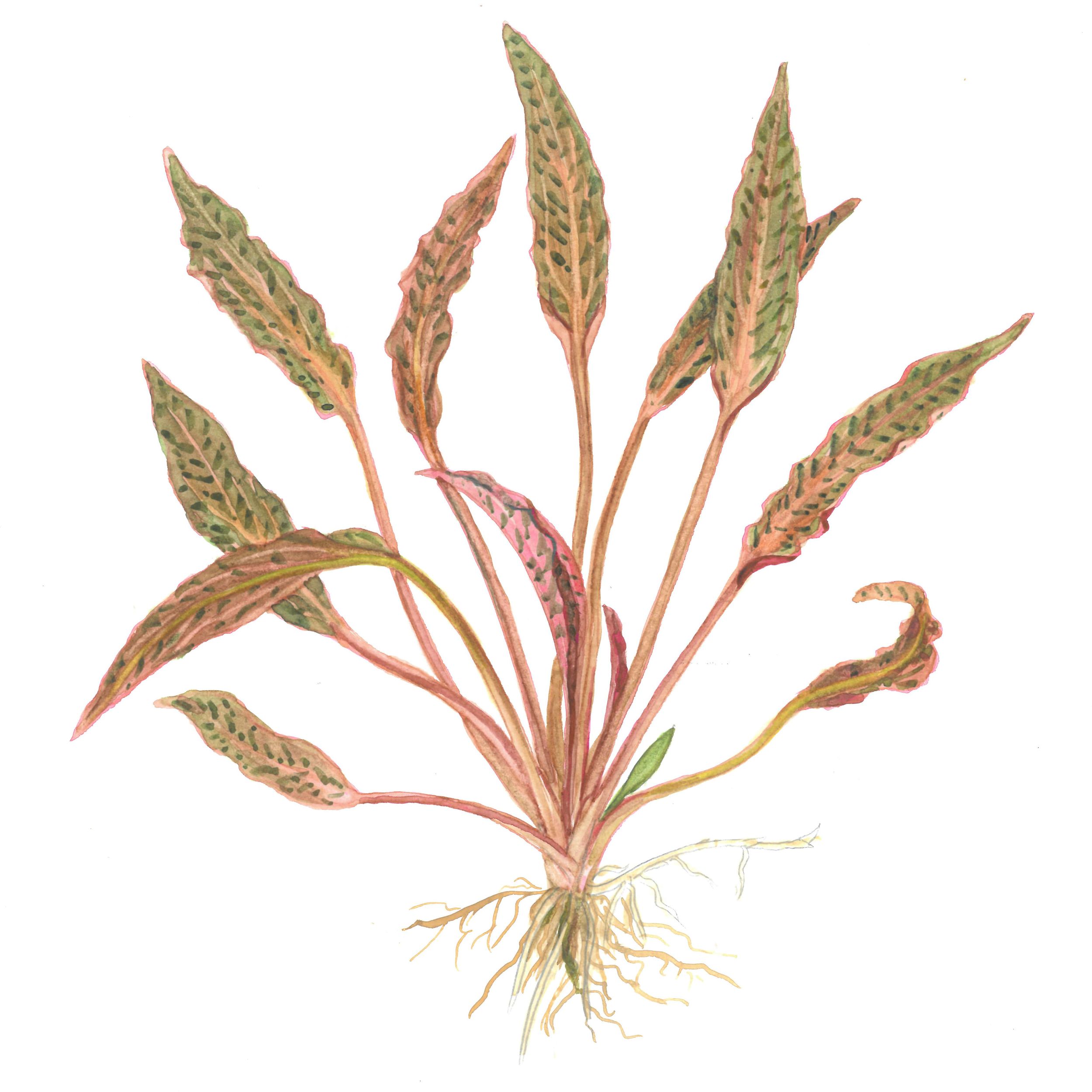 Identification