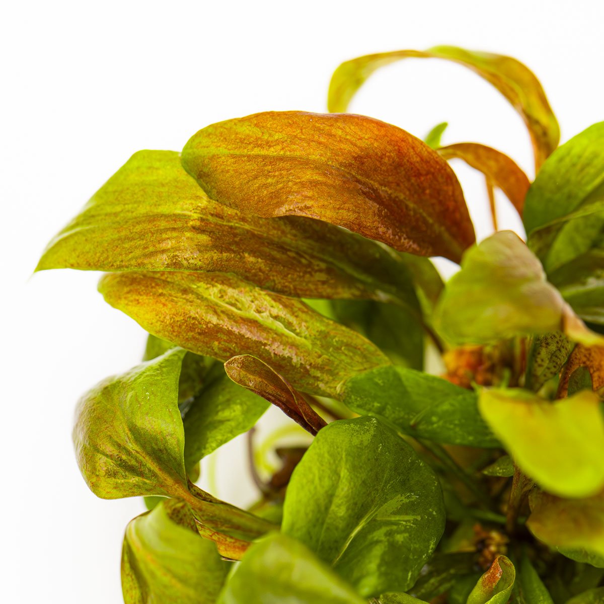 Substrate and nutrition