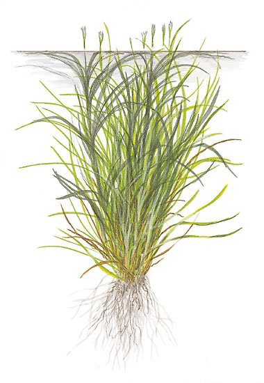 Cultivation
