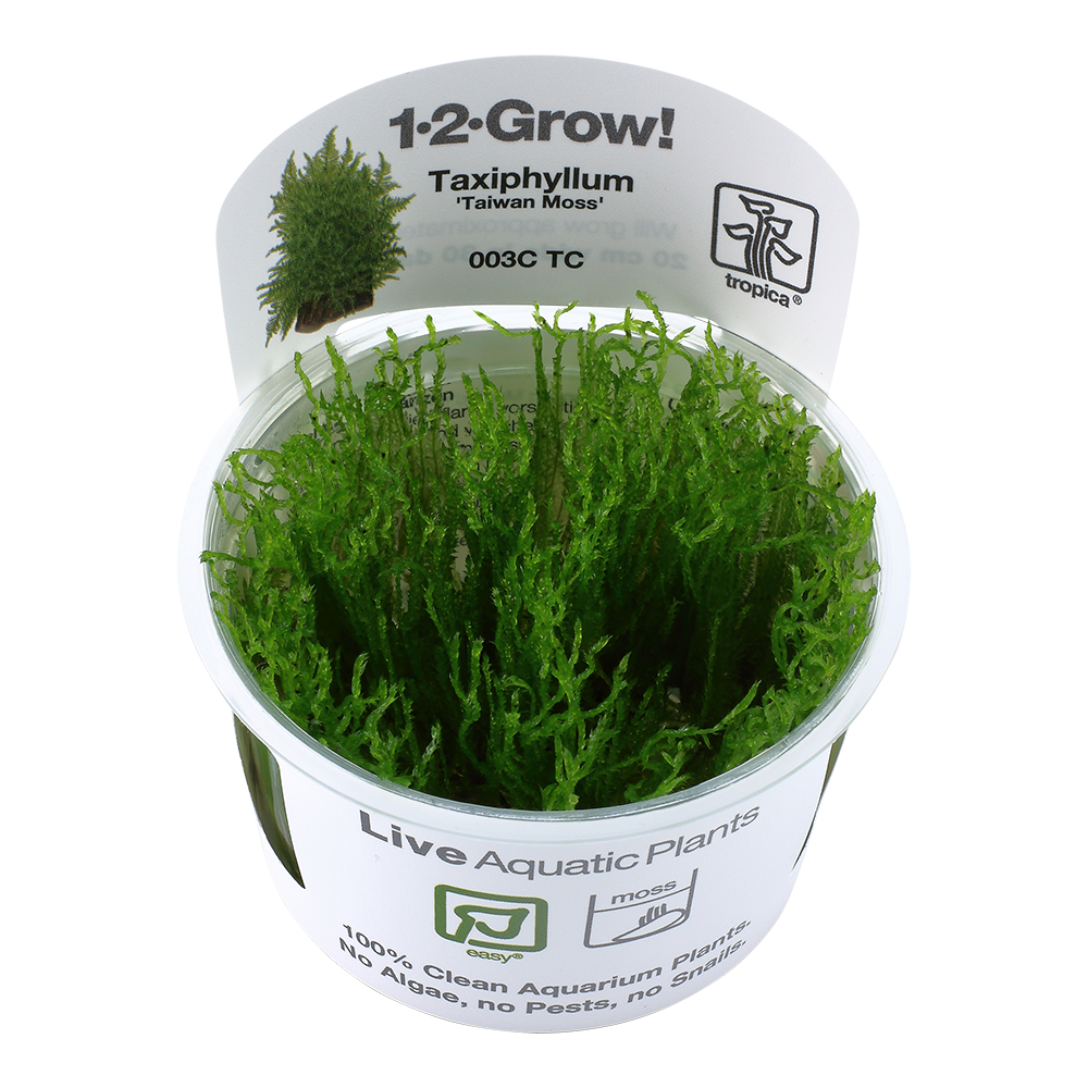 Use moss and epiphytes to make hardscape functional