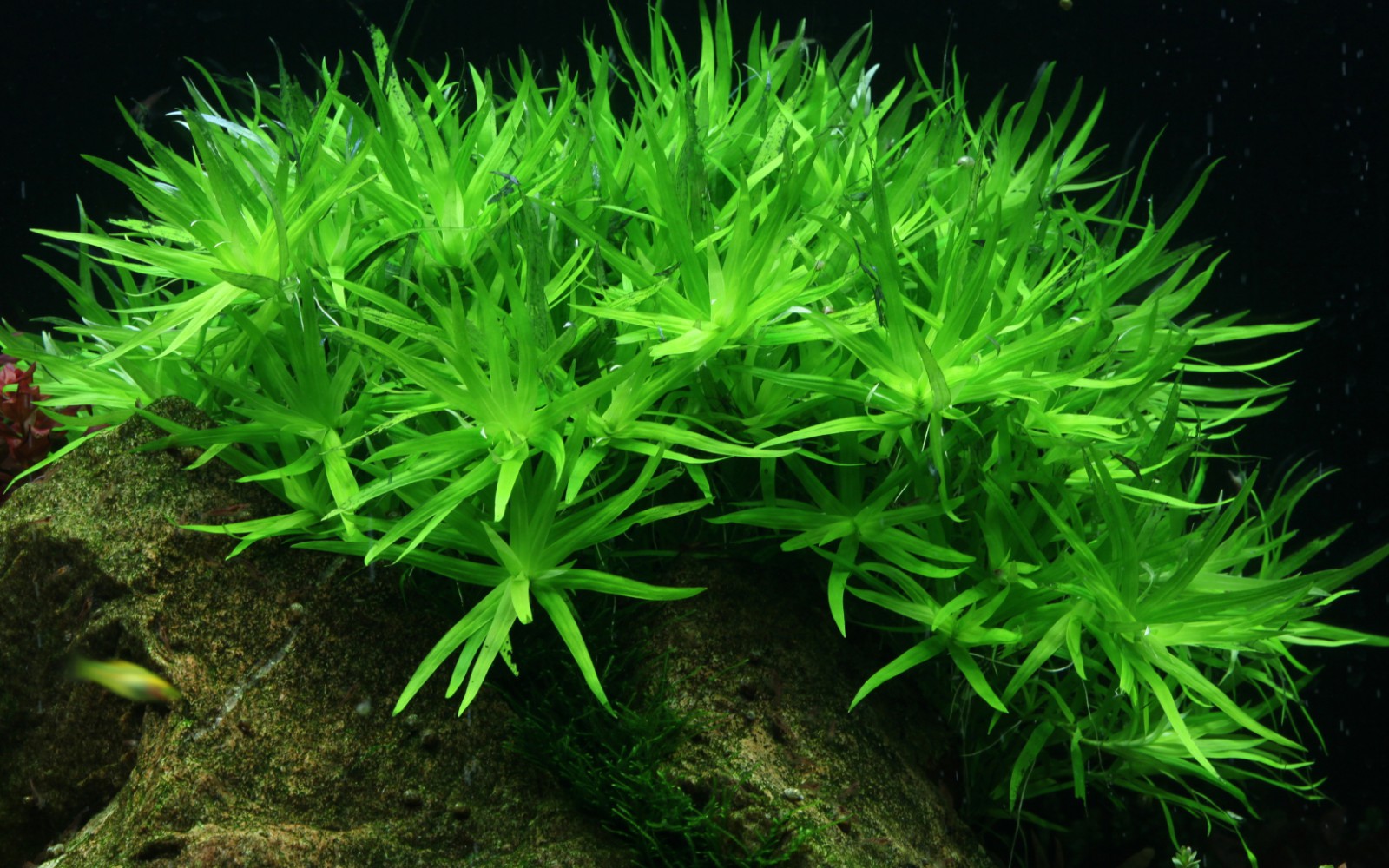 Fast growers suit aquarists who can trim before plants block the light