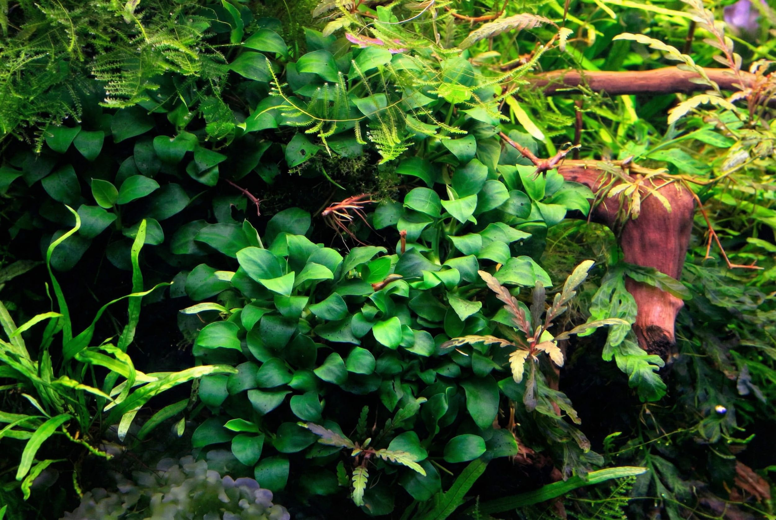 Anubias Nana: The Hardy Foreground Gem