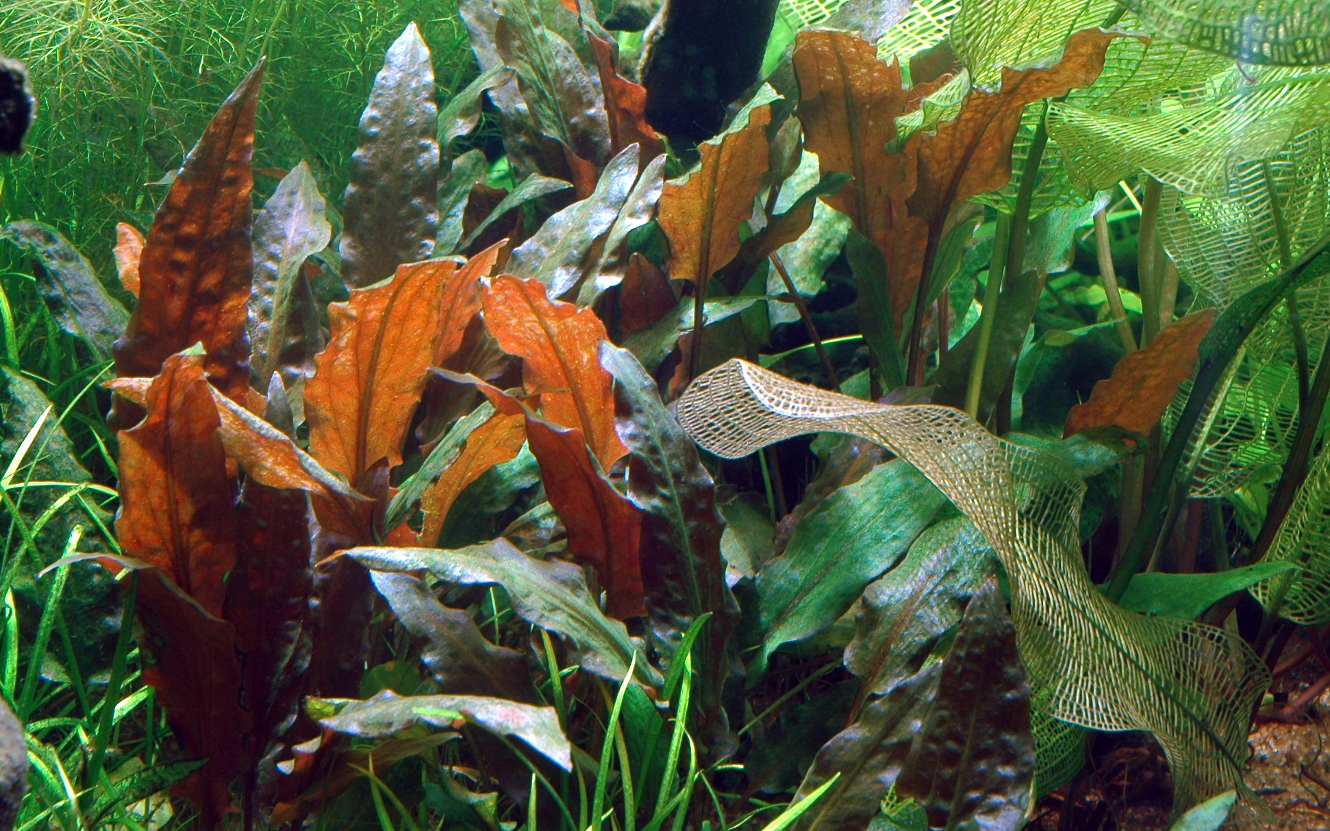 Image of Cryptocoryne wendtii 'Mi Oya'