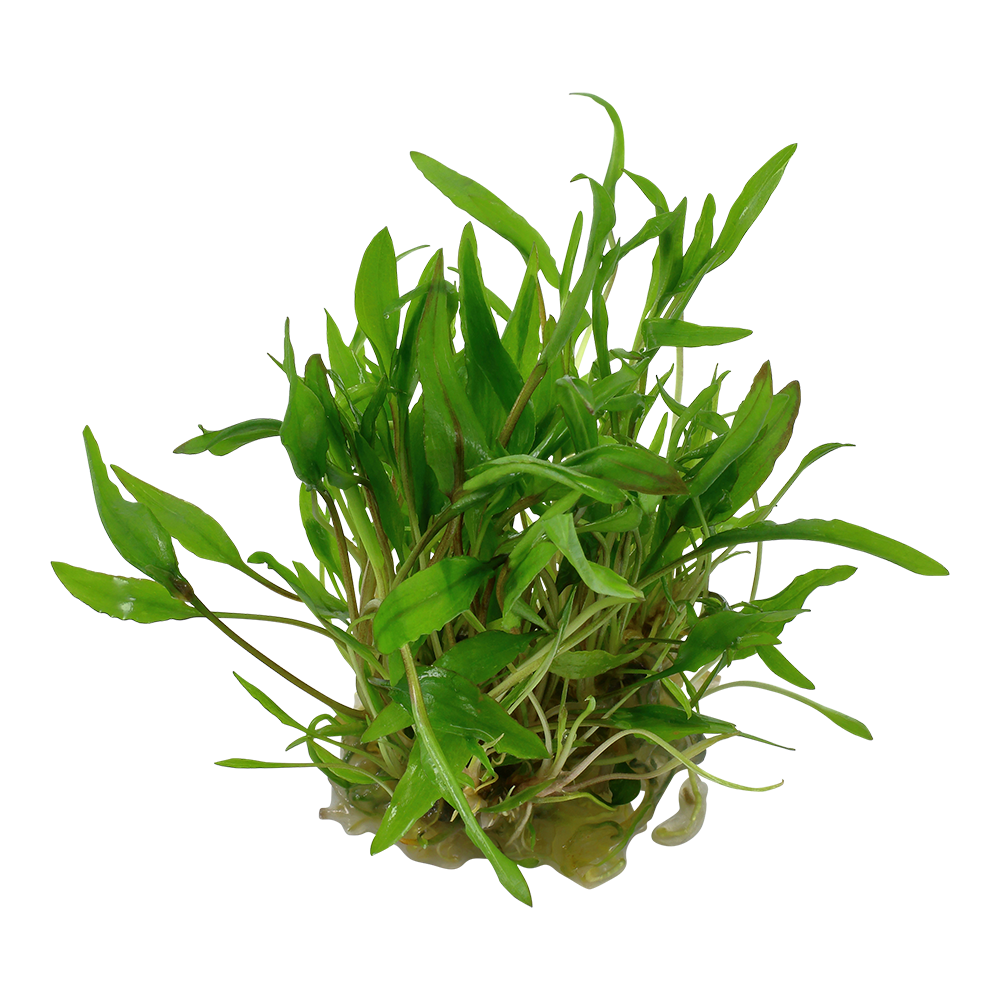 Image of Cryptocoryne wendtii 'Green'