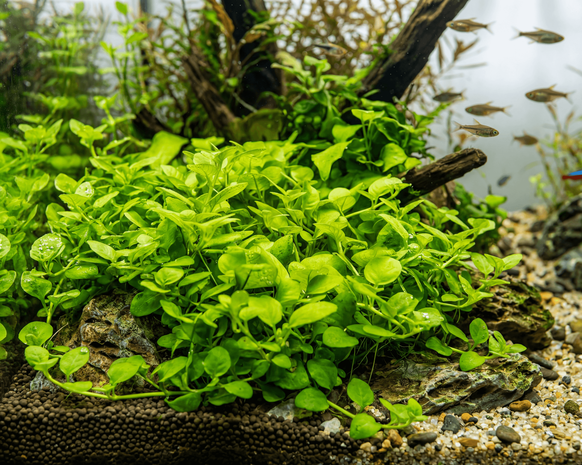 Image of Hygrophila serpyllum