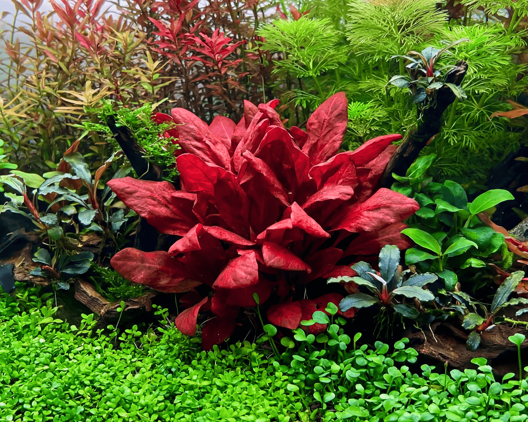 Image of Lysimachia parvifolia Red