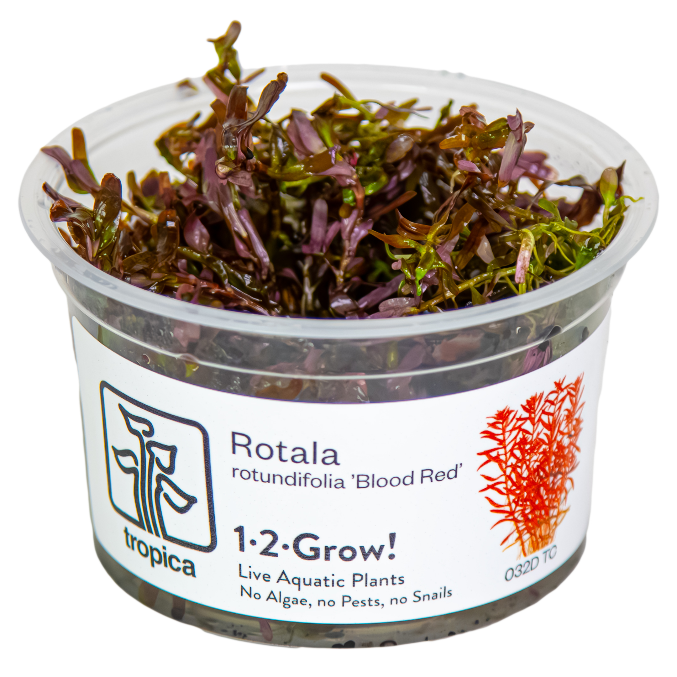 Image of Rotala rotundifolia Blood Red