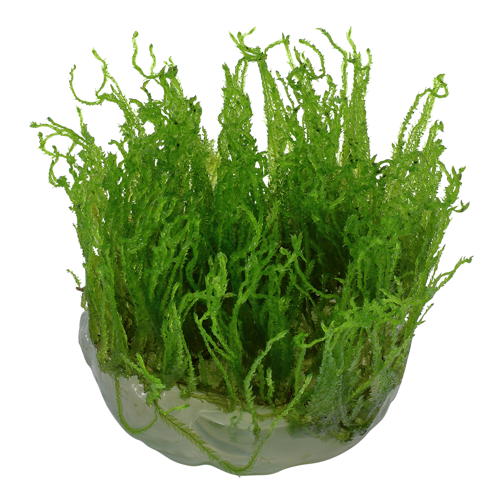 Image of Taxiphyllum alternans Taiwan Moss
