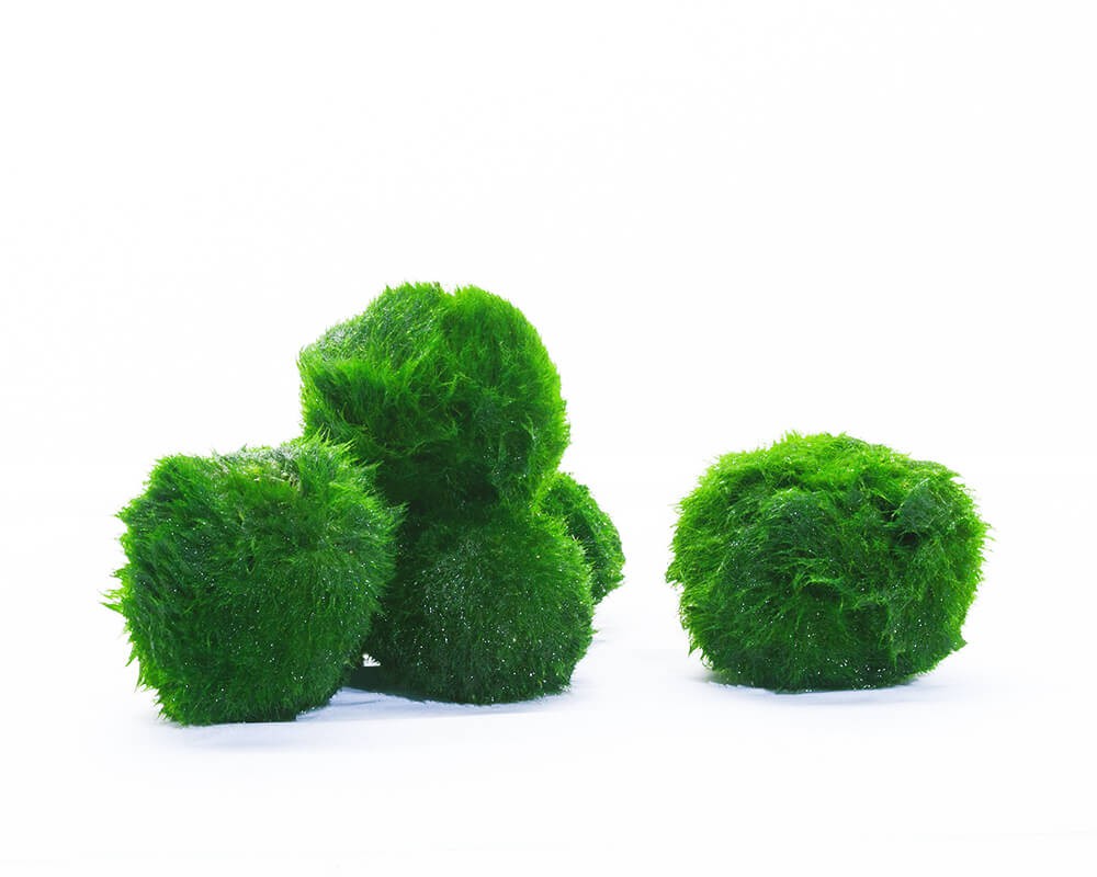 Marimo Moss Balls: The Easiest Decor