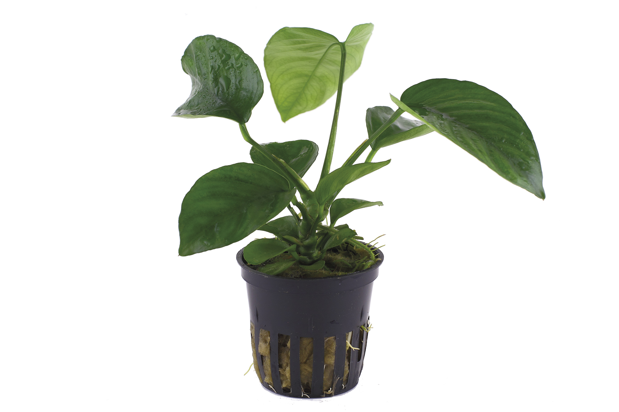 Anubias Barteri: The Ultimate Hardy Choice