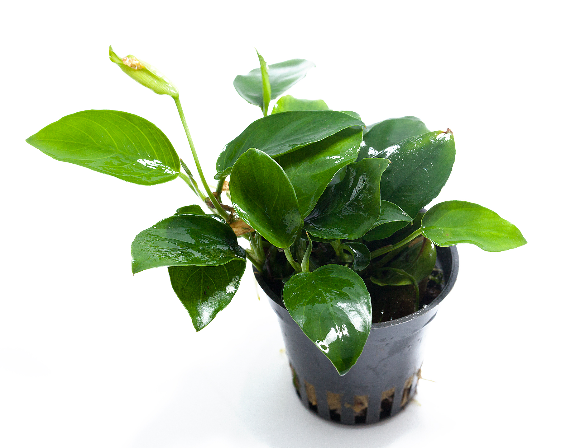 Leave rhizome plants alone more often than you cut them