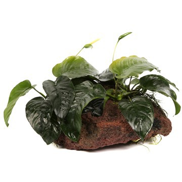 If you buried a rhizome, rescue it before it turns soft