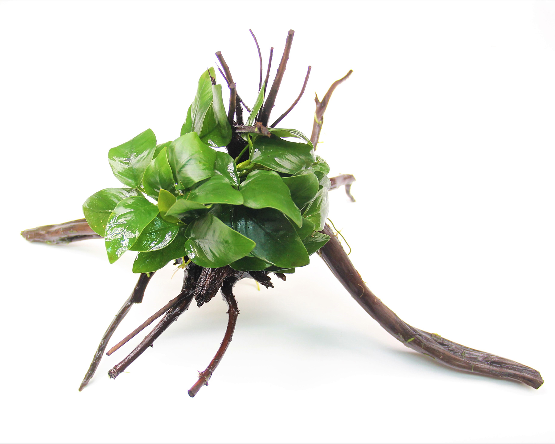 Anubias on Wood: Instant Aquascape Appeal