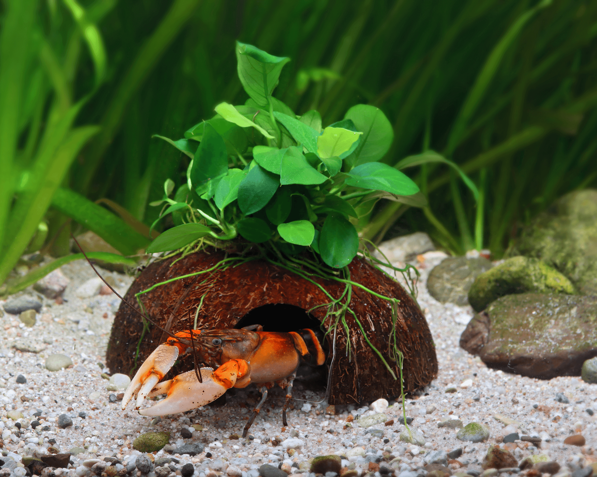 Match livestock to the plant layout and tank maturity