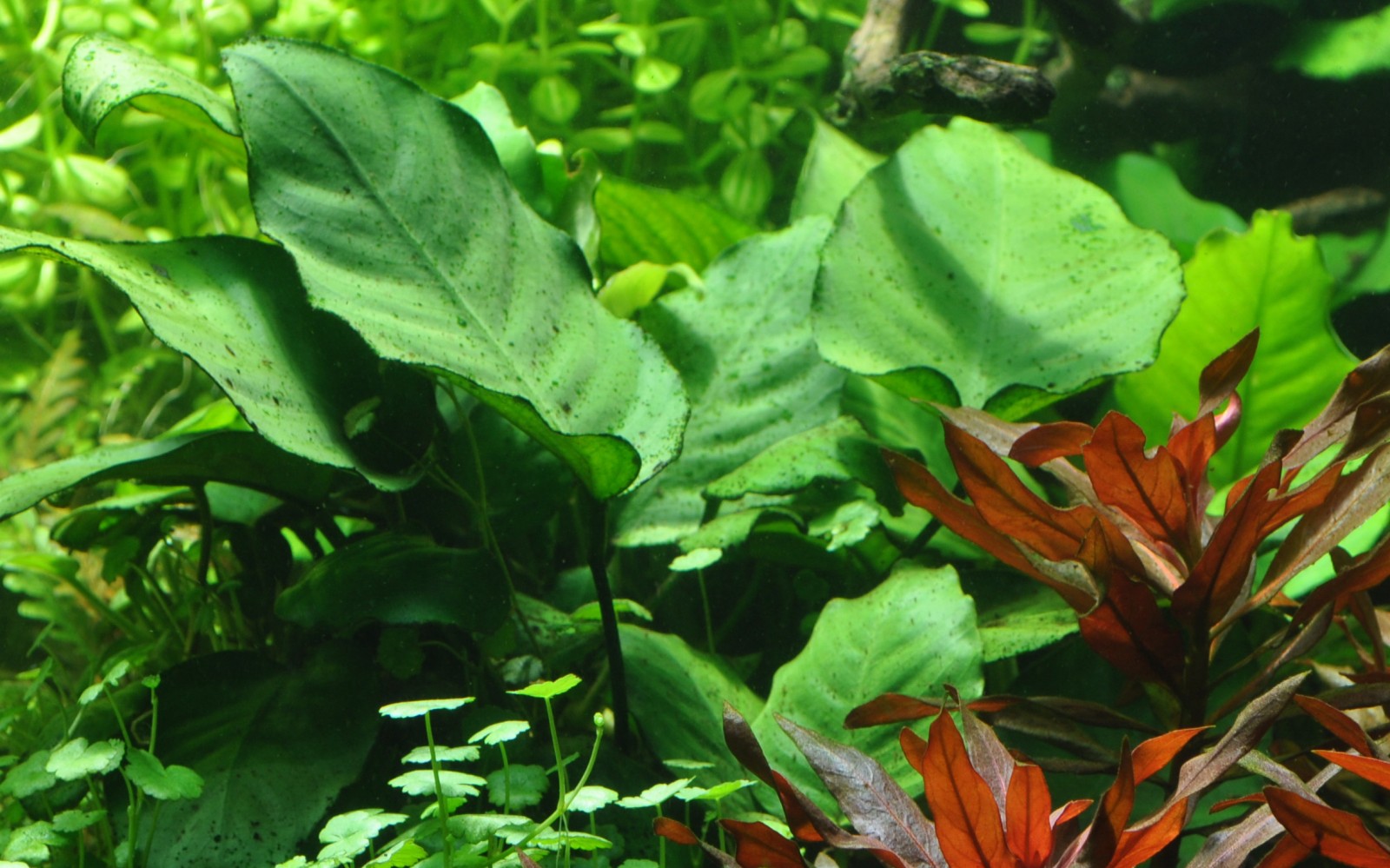 Image of Anubias barteri caladiifolia2