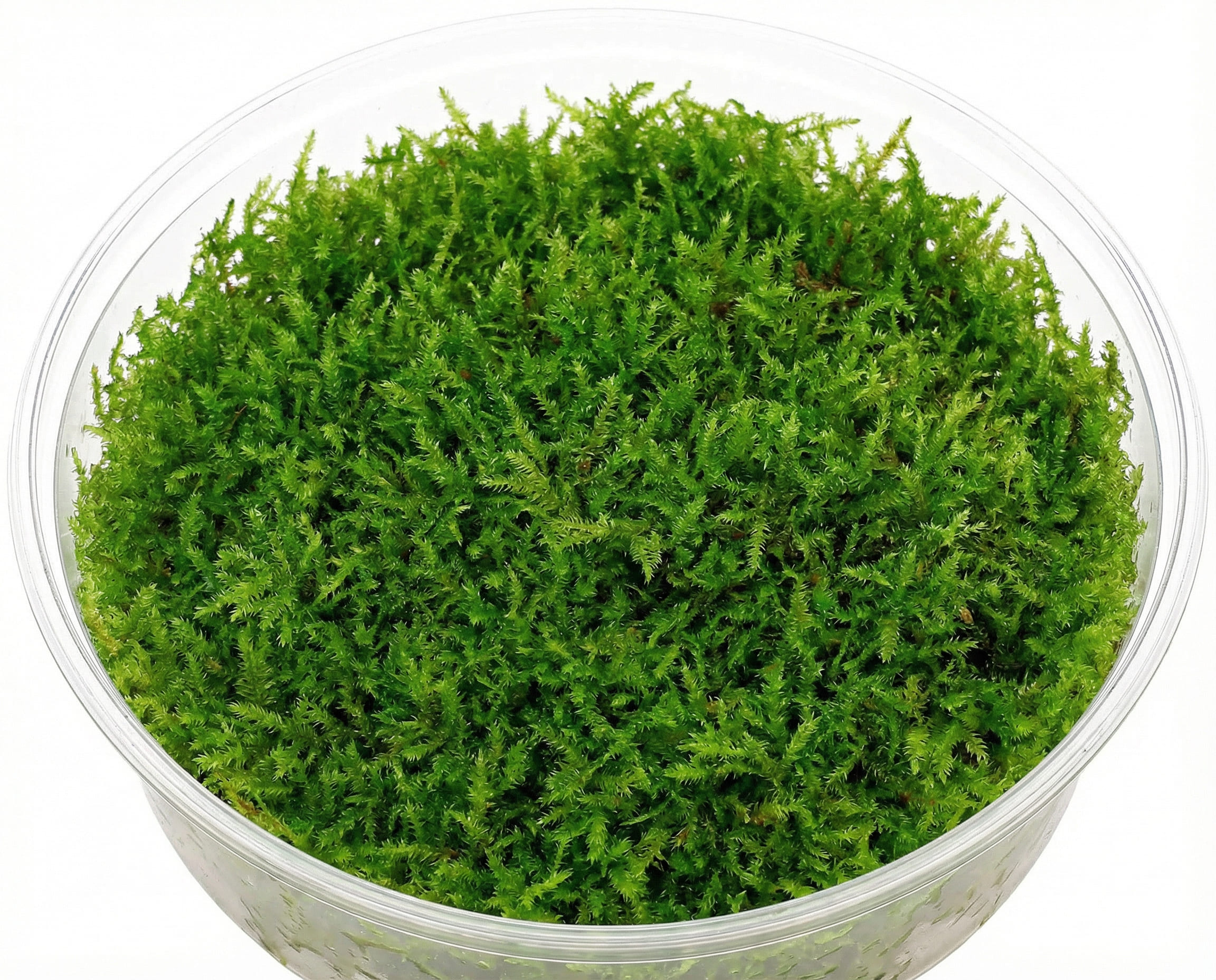 Vesicularia montagnei: Christmas Moss for Texture