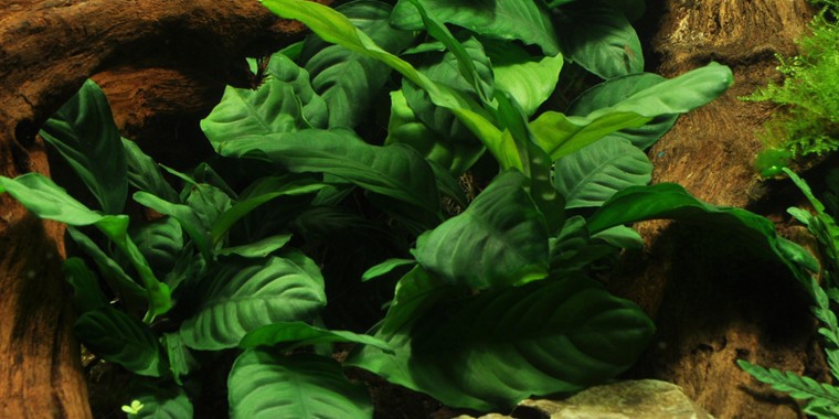 Coffee Leaf Anubias: Unique Texture for Midground