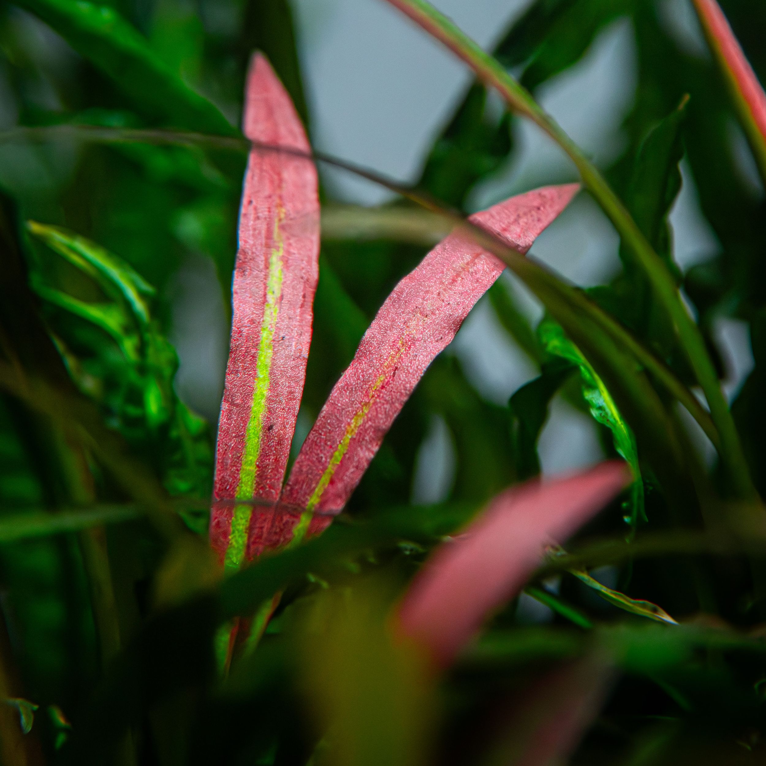 Image of Cryptocoryne spiralis 'Red'