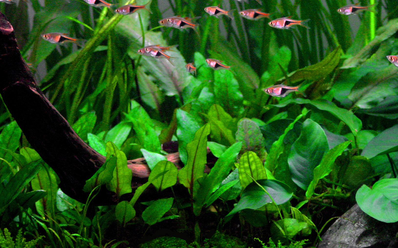 Cryptocoryne Wendtii: Substrate-Loving Greenery