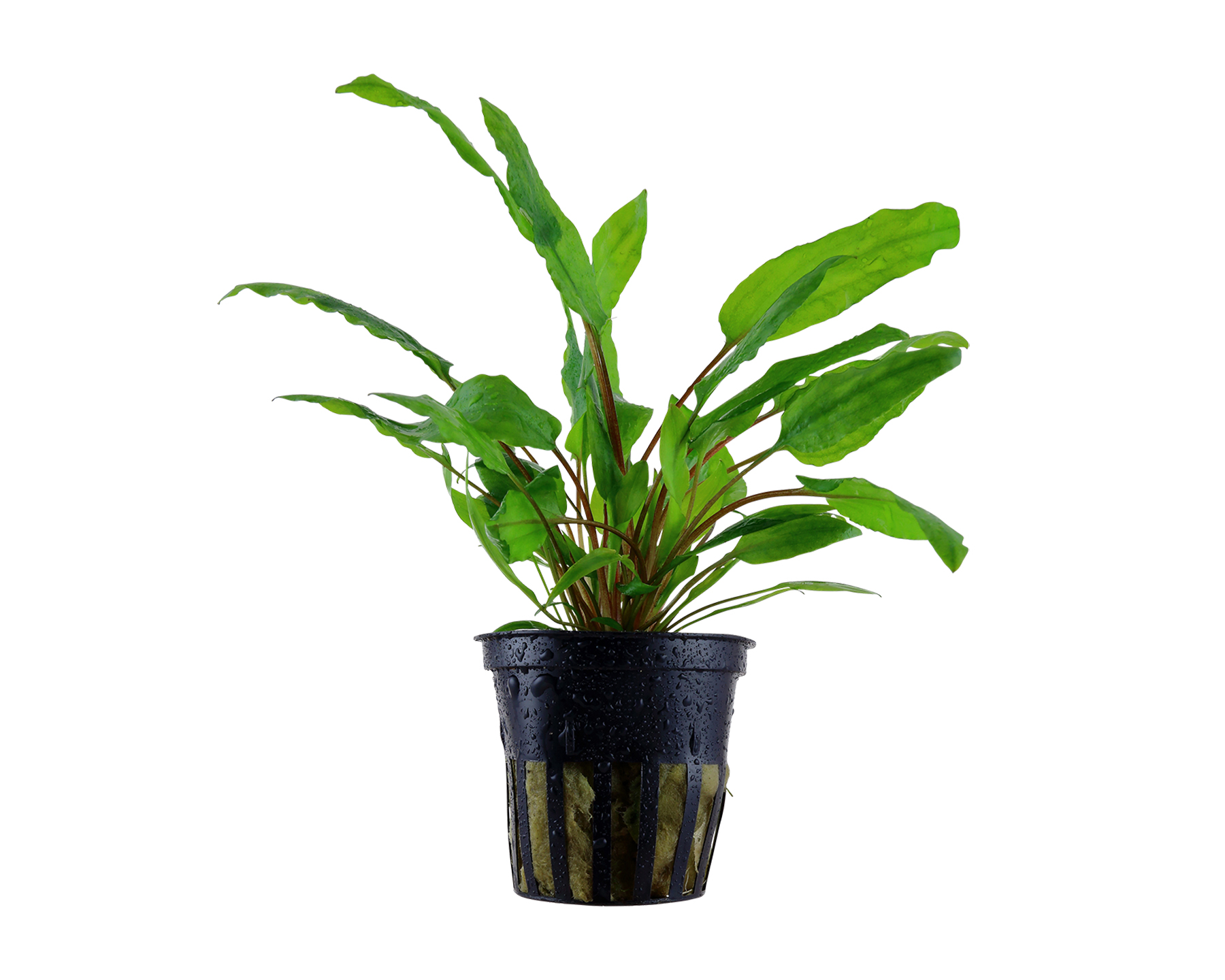 Image of Cryptocoryne wendtii 'Tropica'