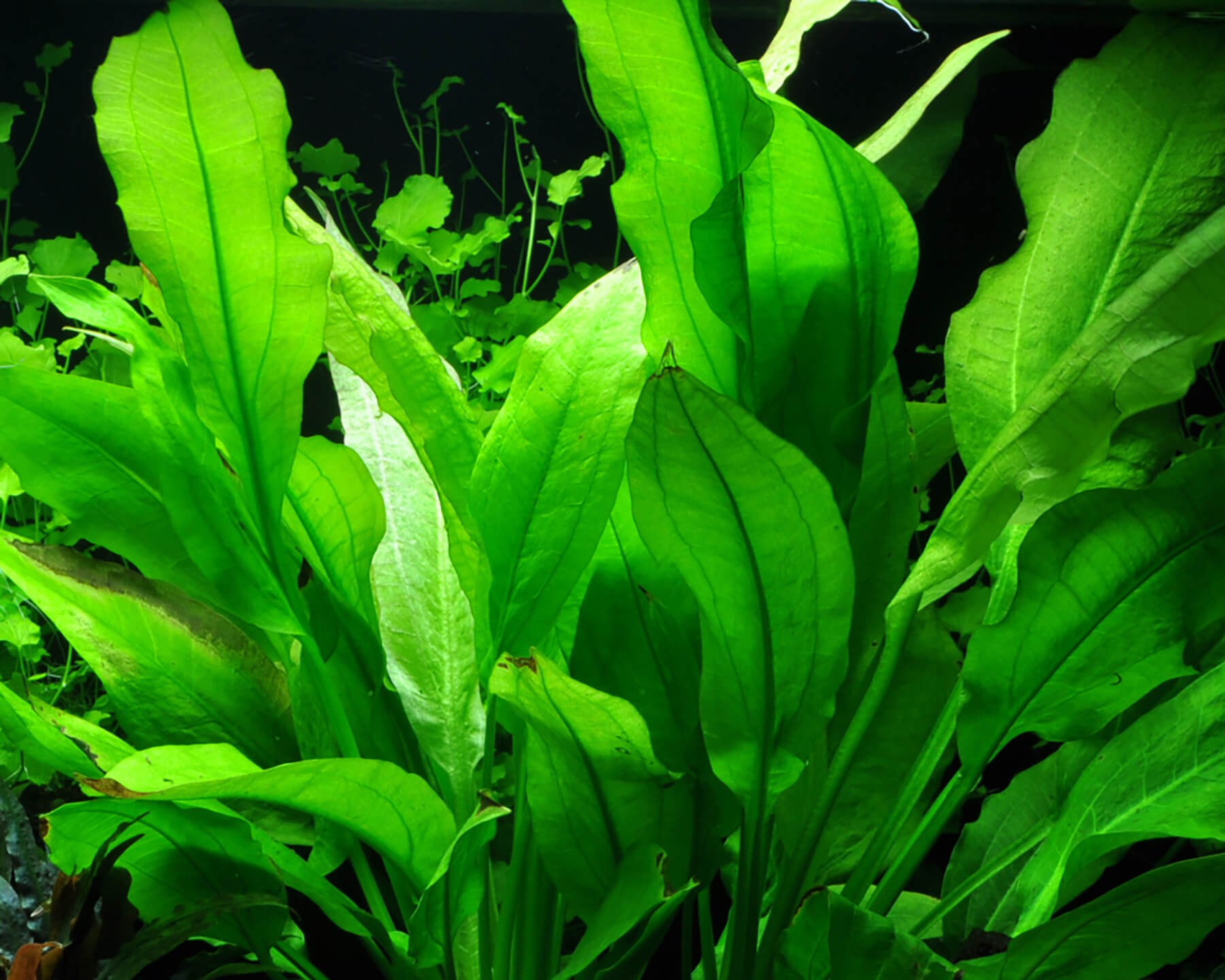 Amazon Sword: The Centerpiece Plant