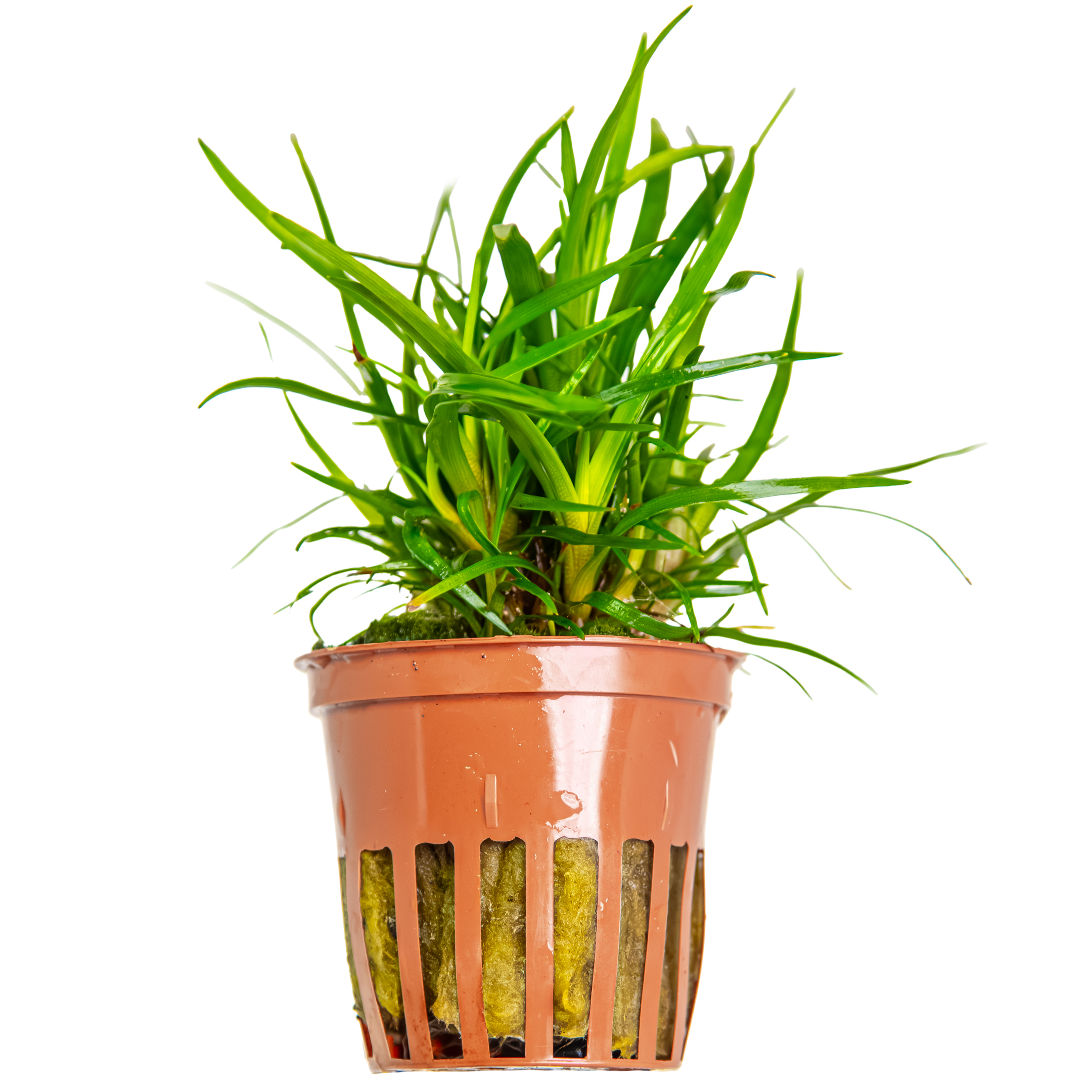Image of Eriocaulon sp. 'Vietnam'