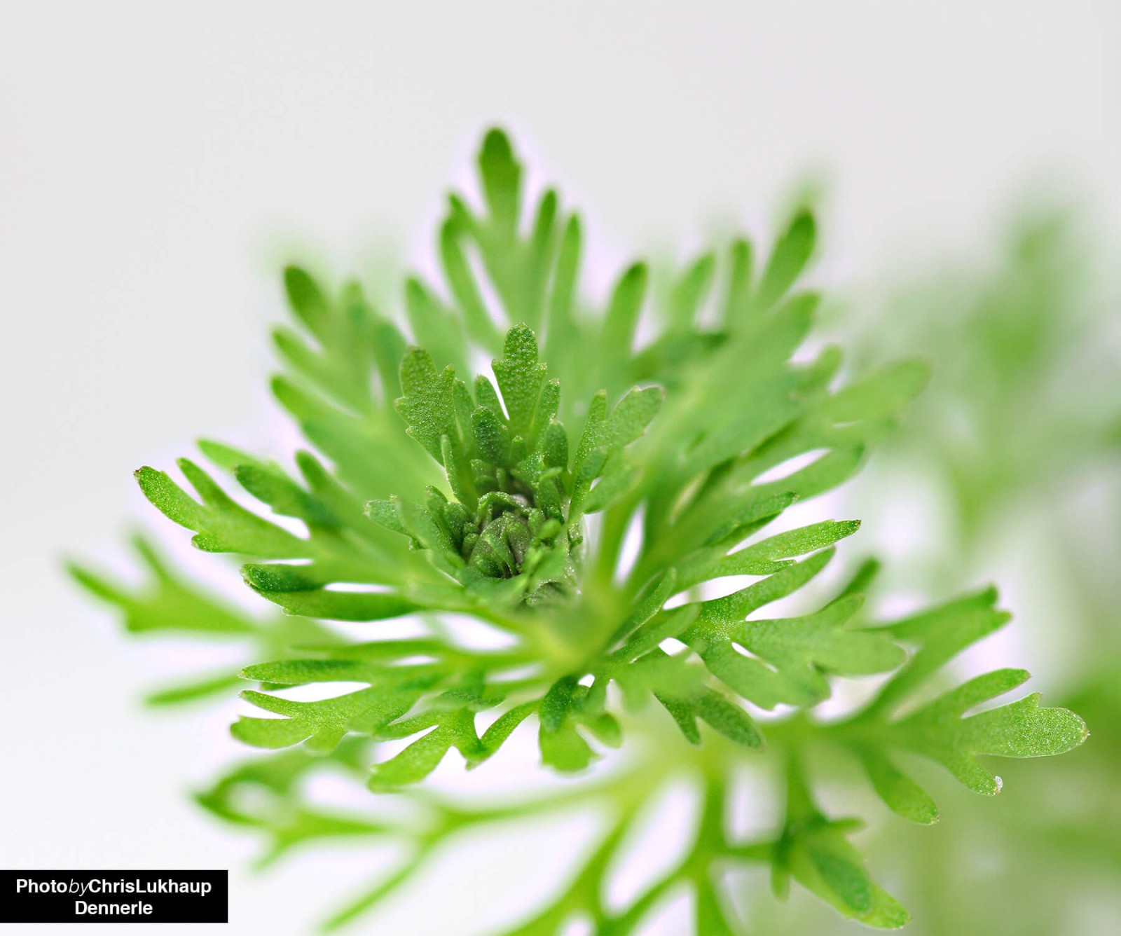 Limnophila sessiliflora: The Feathery Background Plant
