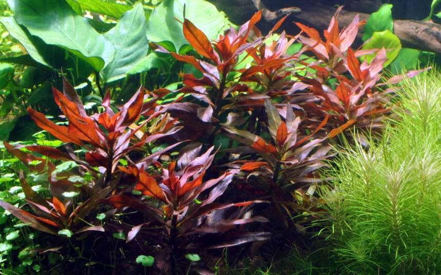 Image of Ludwigia glandulosa