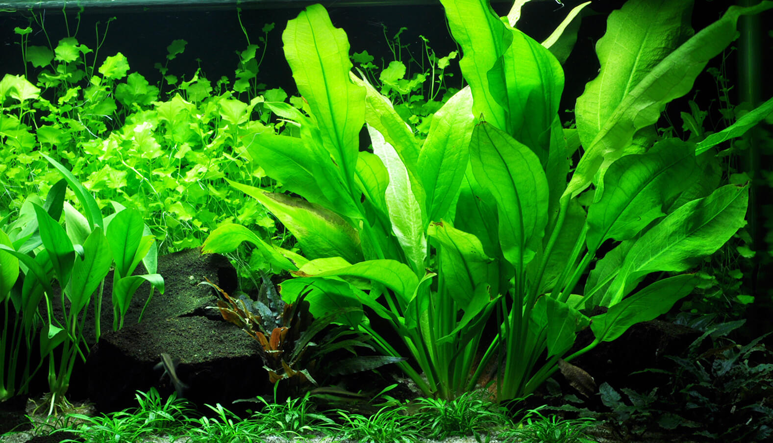 Amazon Sword: A Stately Centerpiece