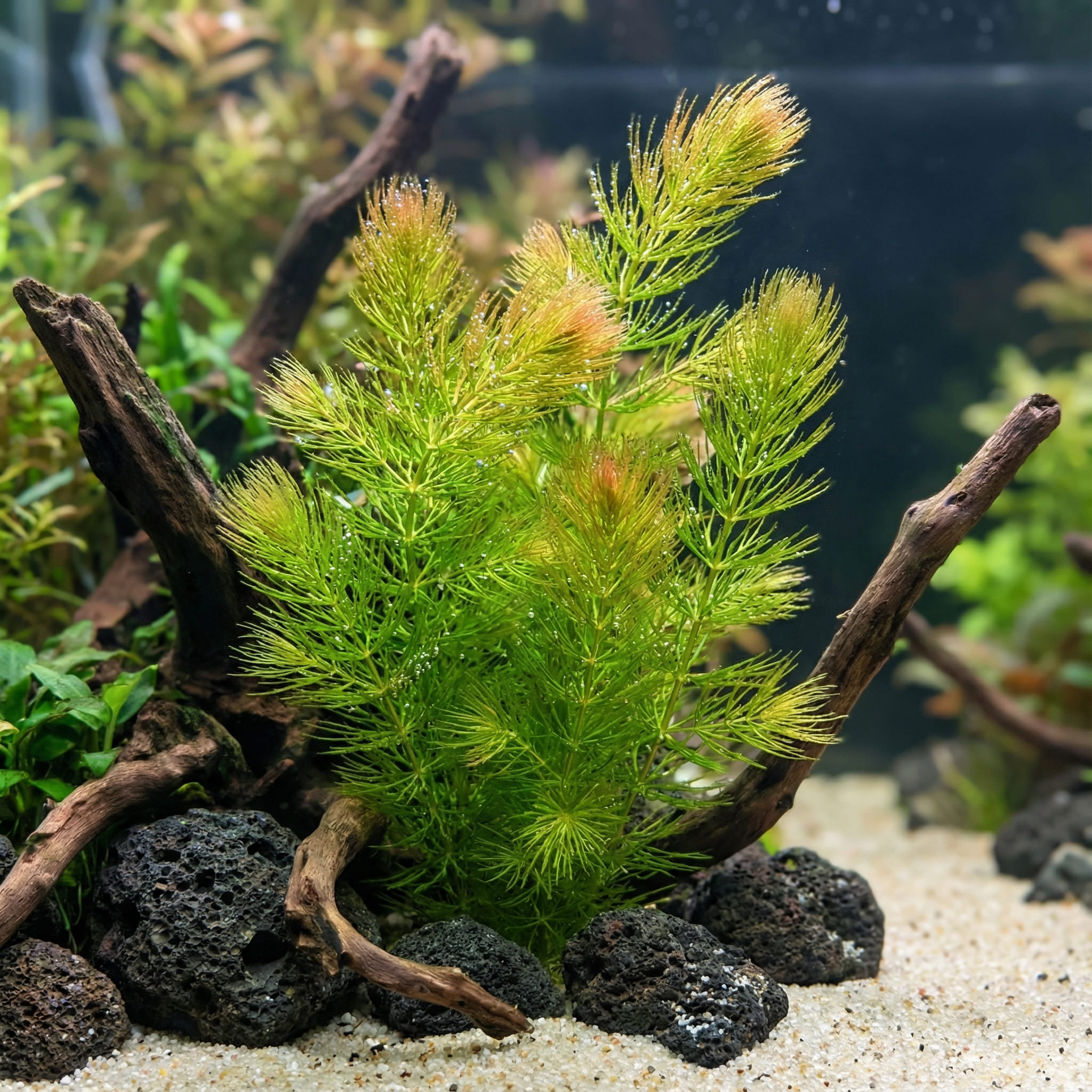 Hornwort: Rapid Growth for Water Quality