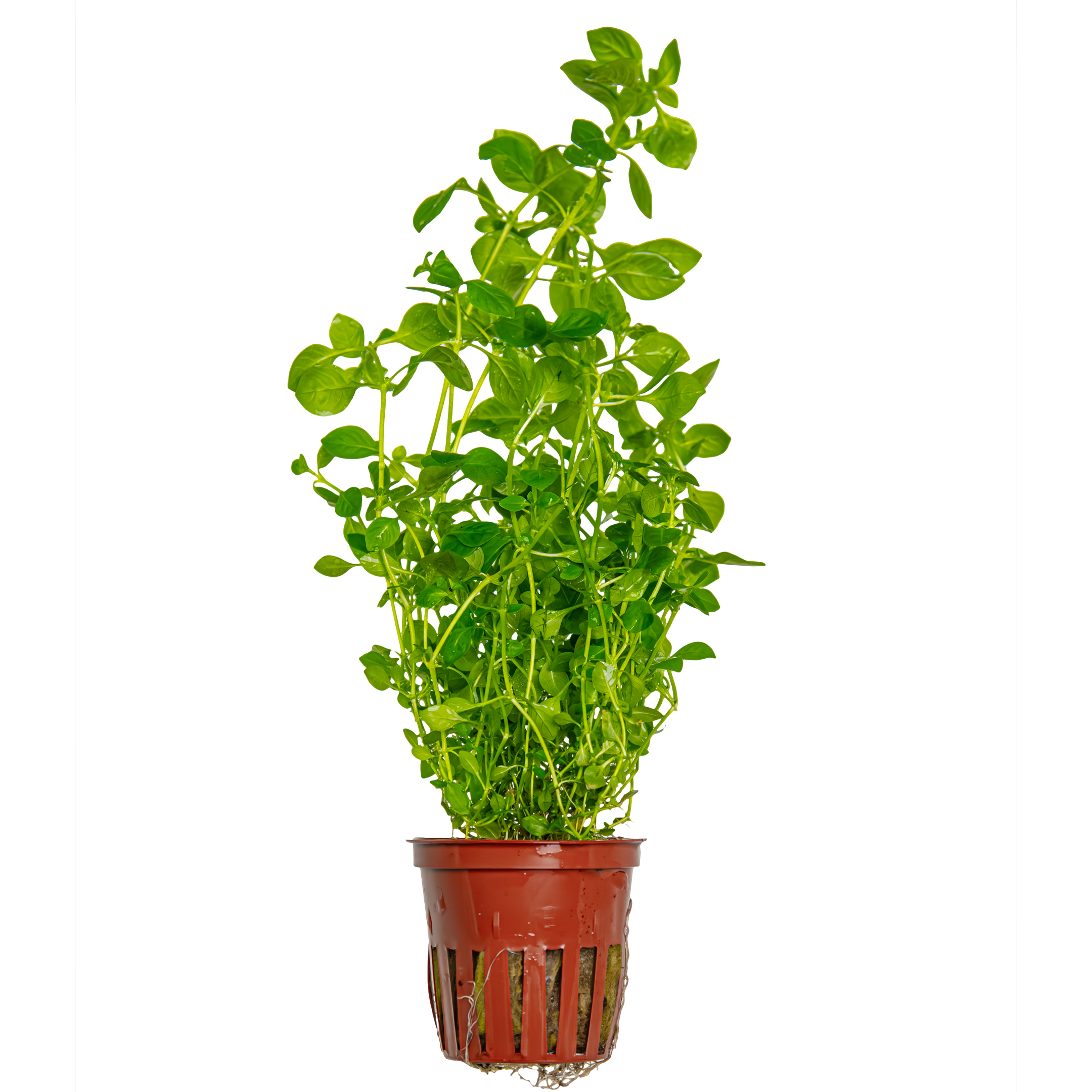 Image of Ludwigia palustris Green