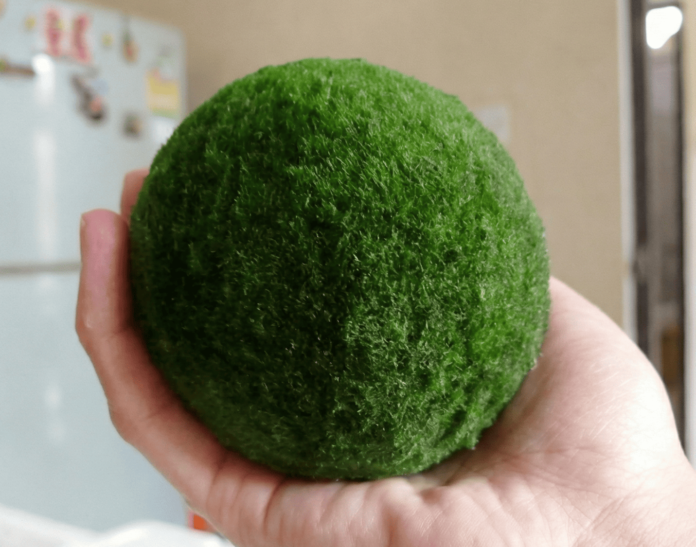 Aegagropila linnaei: The Iconic Marimo Moss Ball